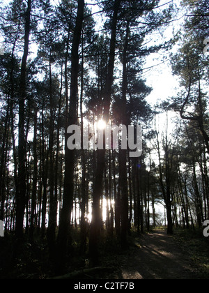 Sonne durch die Bäume Stockfoto