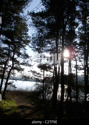 Sonne durch Nadelbäume Stockfoto