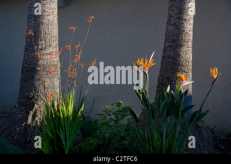 Birds Of Paradise Pflanzen, bekannt als Strelitzia Reginae, eine Einkeimblättrigen blühende Pflanze in Südafrika heimisch. Stockfoto