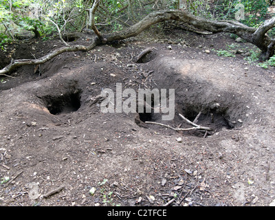 Komodo-Waran, Varanus Komodoensis nisten Löcher für die Eiablage, Komodo Indonesien, März 2011 Stockfoto