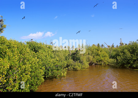 Fregattvogel Reproduktion in Isla Contoy Insel Mangroven Quintana Roo Stockfoto