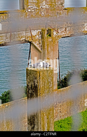 Zwei Möwen kuscheln im Gebäude der ehemaligen Bundesgefängnis Alcatraz, jetzt eine Touristenattraktion Offiziere Club. Stockfoto