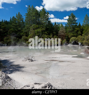 Geothermische Gebiet an der Wai-O-Tapu, Rotorua, Nordinsel, Neuseeland. Stockfoto