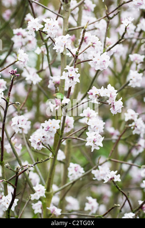 DAPHNE BHOLUA 'JACQUELINE POSTILL' Stockfoto
