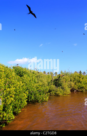 Fregattvogel Reproduktion in Isla Contoy Insel Mangroven Quintana Roo Stockfoto