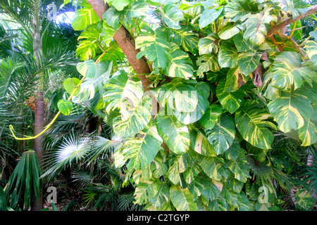 Dschungel Regenwald Atmosphäre grünen Hintergrund Mittelamerika Stockfoto