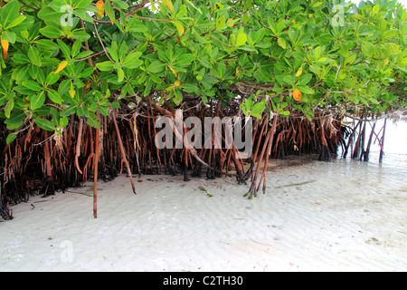 Mangrovenpflanze im Meer Ufer Luftwurzeln Karibik Mexiko Stockfoto