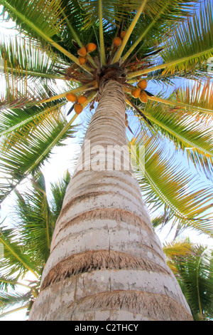 Kokosnüsse palm Tree perspektivische Ansicht vom Boden hoch oben Stockfoto