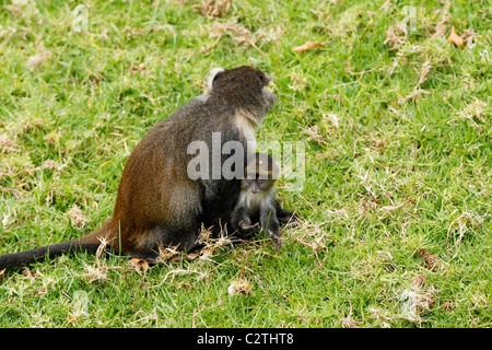 Eine Mutter Sykes Affe sitzt auf dem Rasen mit ihrem jungen in Kenia Stockfoto