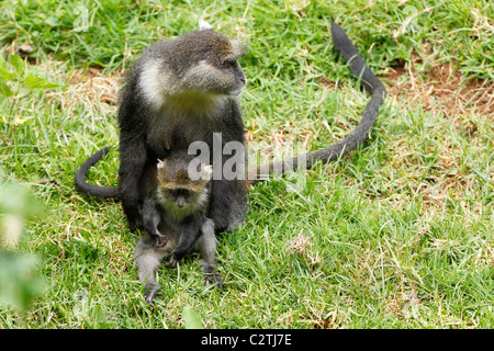 Eine Mutter Sykes Affe sitzt auf dem Rasen mit ihrem jungen in Kenia Stockfoto