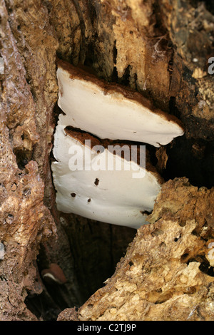 Südlichen Halterung Pilz wächst im Inneren ein Toten Buche, Ganoderma Adspersum, Ganodermataceae. Stockfoto