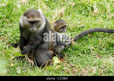 Eine Mutter Sykes Affe sitzt auf dem Rasen mit ihrem jungen in Kenia Stockfoto