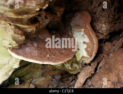 Südlichen Halterung Pilz wächst im Inneren ein Toten Buche, Ganoderma Adspersum, Ganodermataceae. Stockfoto