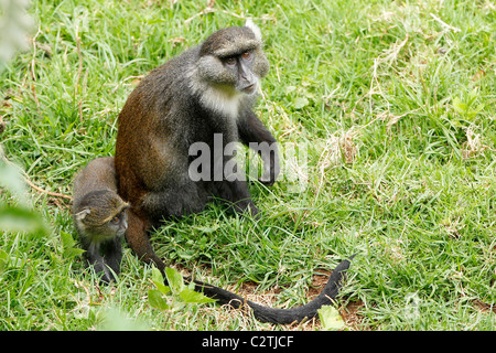 Eine Mutter Sykes Affe sitzt auf dem Rasen mit ihrem jungen in Kenia Stockfoto