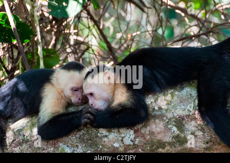 Weiße Gesichter Kapuziner Affen Nationalpark Manuel Antonio Costa Rica Stockfoto