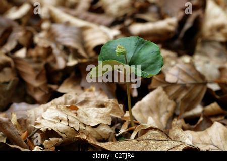 Buche Baum Sämling, Fagus Sylvatica, Fagaceae. Wächst in einen Buchenwald im April. Stockfoto