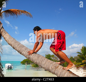 Native Latein hispanische indische Klettern Kokospalme Baumstamm Stockfoto