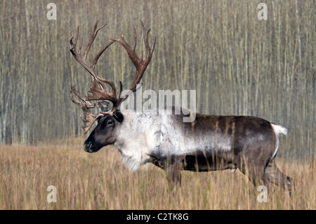 Bull Woodland Caribou im Yukon Territorium, Kanada Stockfoto