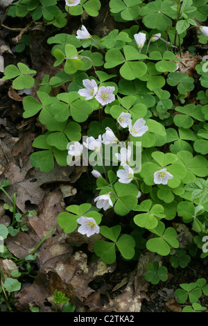 Sauerklee, Oxalis Acetosella, Oxalidaceae. Frühling, April, UK. Stockfoto