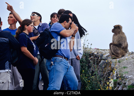 Junge Touristen füttern und necken die Berberaffen auf dem Gipfel des Felsens von Gibraltar Stockfoto