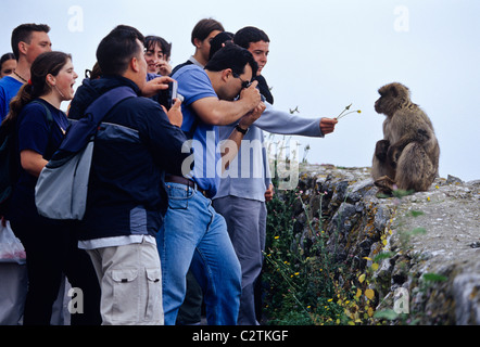 Junge Touristen füttern und necken die Berberaffen auf dem Gipfel des Felsens von Gibraltar Stockfoto