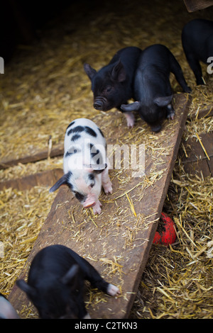 Kune Kune Ferkel Stockfoto