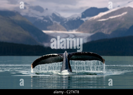 Buckelwal zeigt Fluke mit Herbert Glacier im Hintergrund in der Nähe von Juneau in Südost-Alaska-COMPOSITE Stockfoto