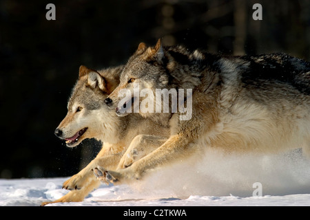 Graue Wölfe durch tiefen Schnee gefangen AK SE Winter Composite Stockfoto