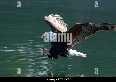 Nahaufnahme von einem Weißkopfseeadler einen Fisch aus dem Wasser der Inside Passage des südöstlichen Alaska fangen Stockfoto