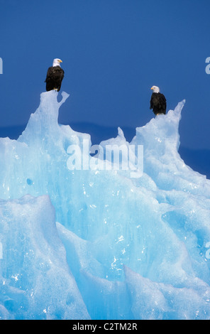 Weißkopf-Seeadler gehockt Eisberg Tracy Arm SE AK Sommer Furten-Terror Wildnisgebiet Stockfoto