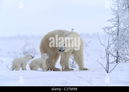 Mutter Eisbären in Churchill Kanada Waldquelle Cubs führt Stockfoto