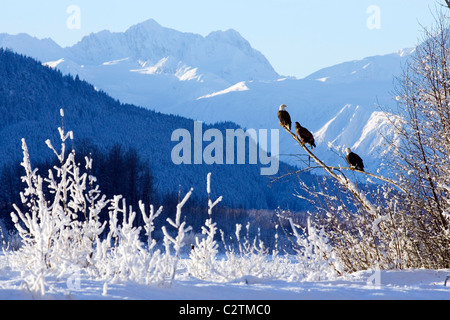 Weißkopf-Seeadler thront in Baum w/Takhinsha Bergen Chilkat Bald Eagle bewahren Südosten Haines AK Winter Stockfoto