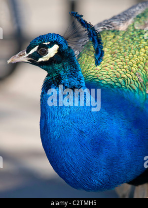 Profil von einen schönen Pfau zeigt seine glänzende blaue Gefieder. Stockfoto