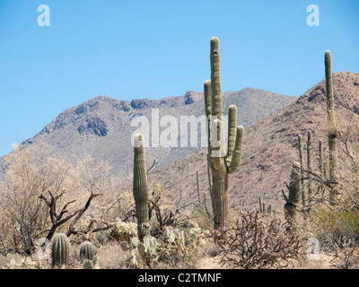 Saguaro-Kaktus in der Saguaro West National Park westlich von Tucson Arizona USA in der Sonora-Wüste. Stockfoto