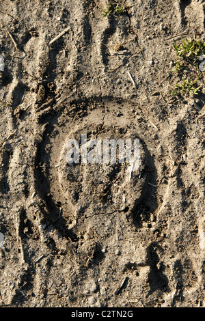 ein Pferd Schuh Fußabdruck im Schlamm auf der Strecke in Landschaft Stockfoto