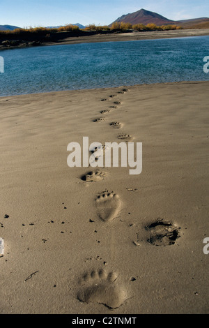 Grizzly Bear Tracks im Schlamm am Ufer Noatak Fluss AK AR Herbst Stockfoto