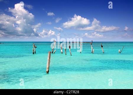 Türkisfarbenen karibischen Pelikan Strand tropischen Meerblick Mexiko Stockfoto