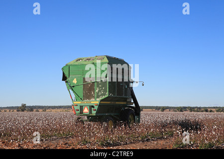 John Deere Baumwolle Erntemaschine, zeigt die Baumwolle-Köpfe in den Trichter fallen. Stockfoto
