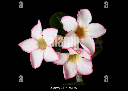 Desert Rose oder Adenium Obesum Blüten mit schwarzem Hintergrund Stockfoto