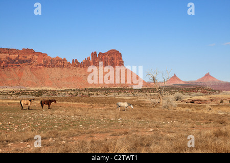 Pferde in einer südwestlichen Weide mit roten Felsen und Türme im Hintergrund Stockfoto