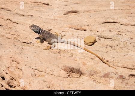 des großen Beckens collared, Eidechse oder Crotaphytus Bicinctores auf einem Felsen in der Grand Canyon in Arizona Stockfoto