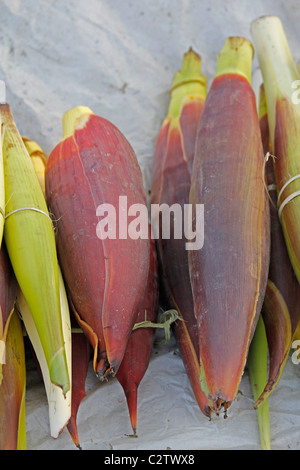 Banane Blumen, Musa X paradisiaca am Markt, Miao, Arunachal Pradesh, Indien Stockfoto