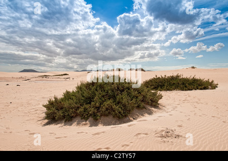 Sanddünen in der Parque Natural de Corralejo fuerteventura Stockfoto