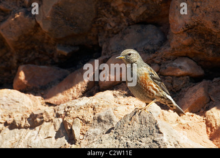 Alpine beobachtet (Prunella Collaris) auf einem Felsen steht. Stockfoto