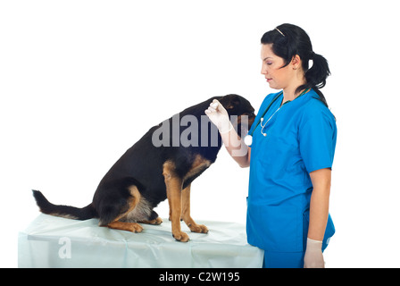 Arzt Tierarzt nehmen Temperatur zu einem Hund, der auf Tisch Stockfoto