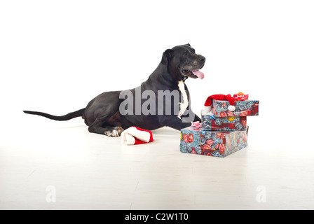 Deutsche Dogge Hund auf Boden mit Stapel der Weihnachtsgeschenke in seiner Nähe sitzen Stockfoto