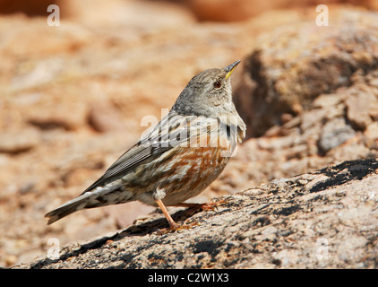 Alpine beobachtet (Prunella Collaris) stehen auf dem Boden. Stockfoto