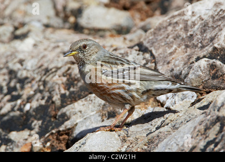 Alpine beobachtet (Prunella Collaris) auf einem Felsen steht. Stockfoto