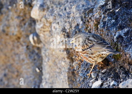 Alpine beobachtet (Prunella Collaris) stehen in einer Felswand. Stockfoto