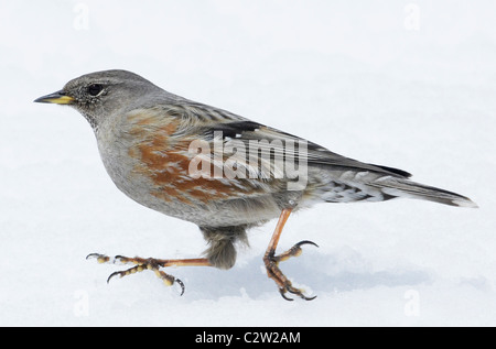 Alpine beobachtet (Prunella Collaris) in vollem Galopp über Schnee. | Stockfoto